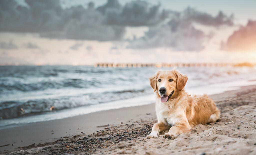 Hund am Strand.