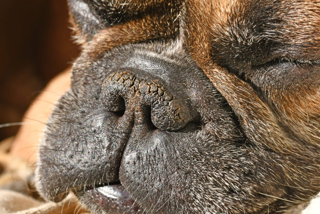 Brachycephales Syndrom beim Hund.