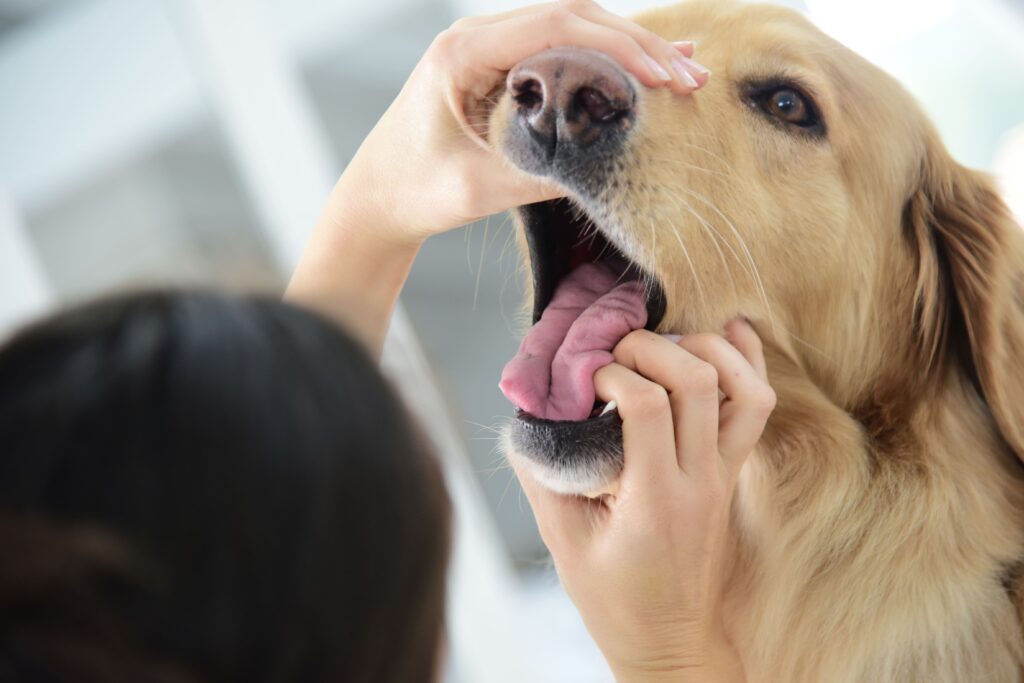 atemnot hund, Blick ins Hundemaul