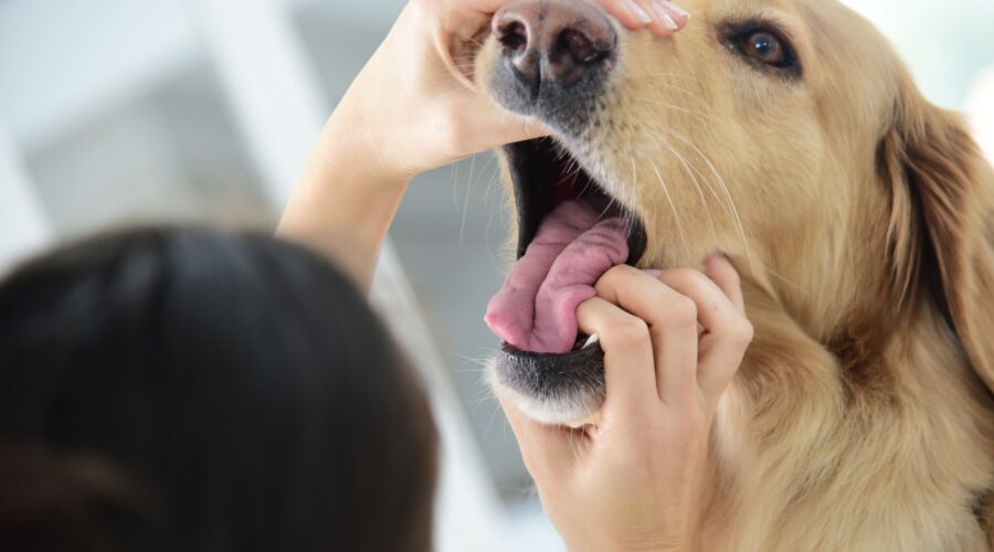 atemnot hund, Blick ins Hundemaul