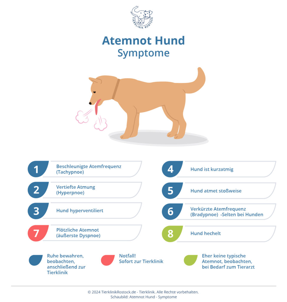 Atemnot beim Hund symptome